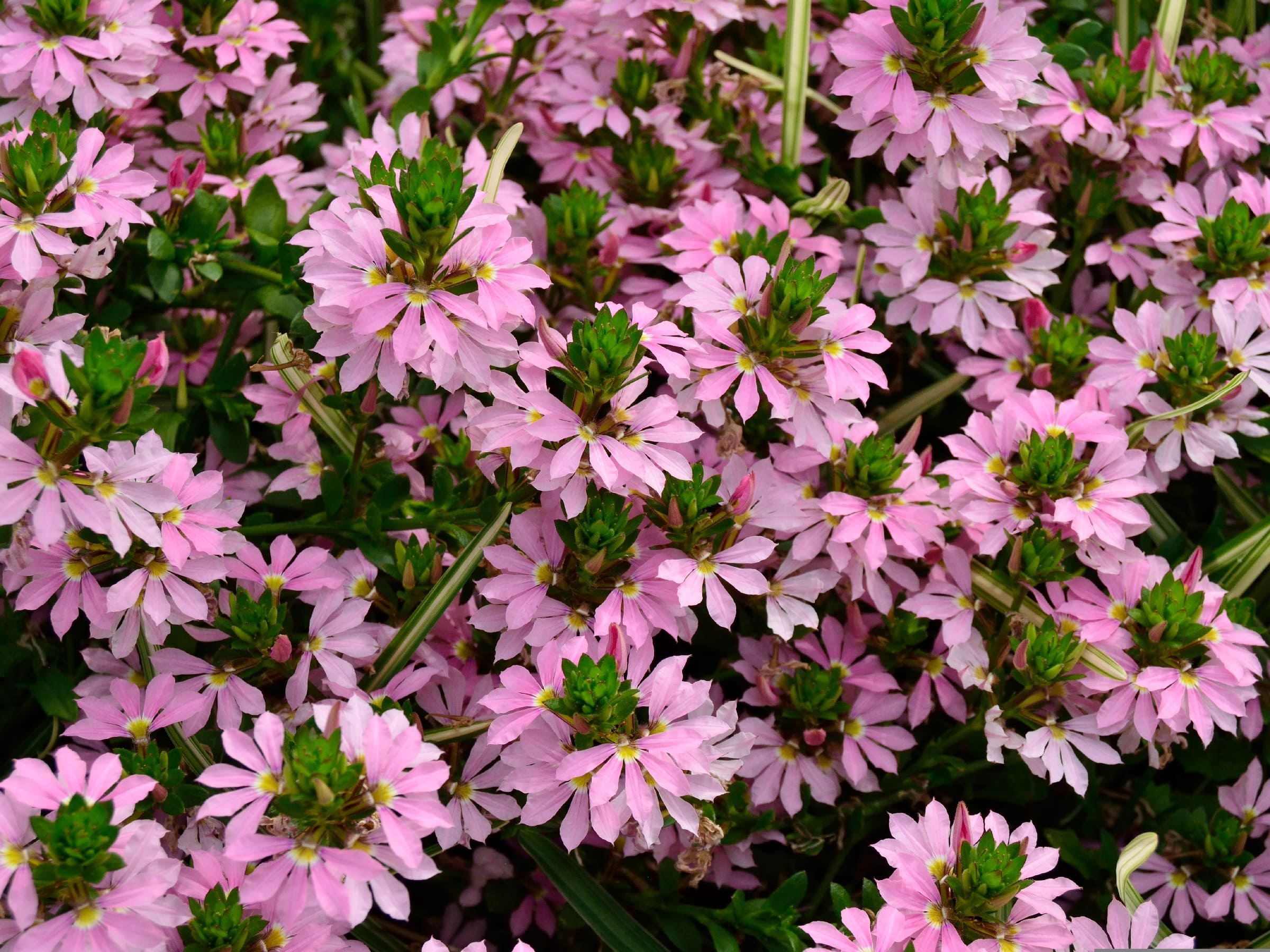 A patch of pink fan flowers with plenty of greenery too.